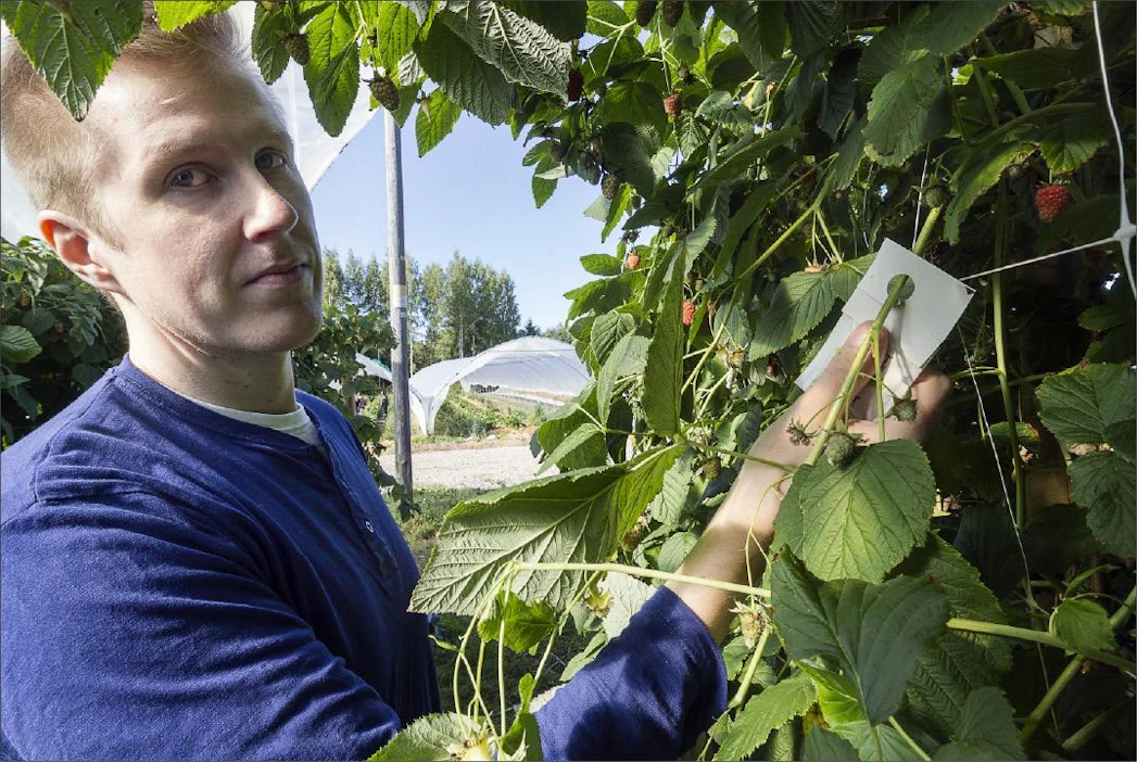 Tommi Oraluoma tekee Vilppulan marjatilalla Biotus Oy:lle tutkimusta petojen käytöstä vadelman tuholaisten biologisessa torjunnassa. Kari Salonen