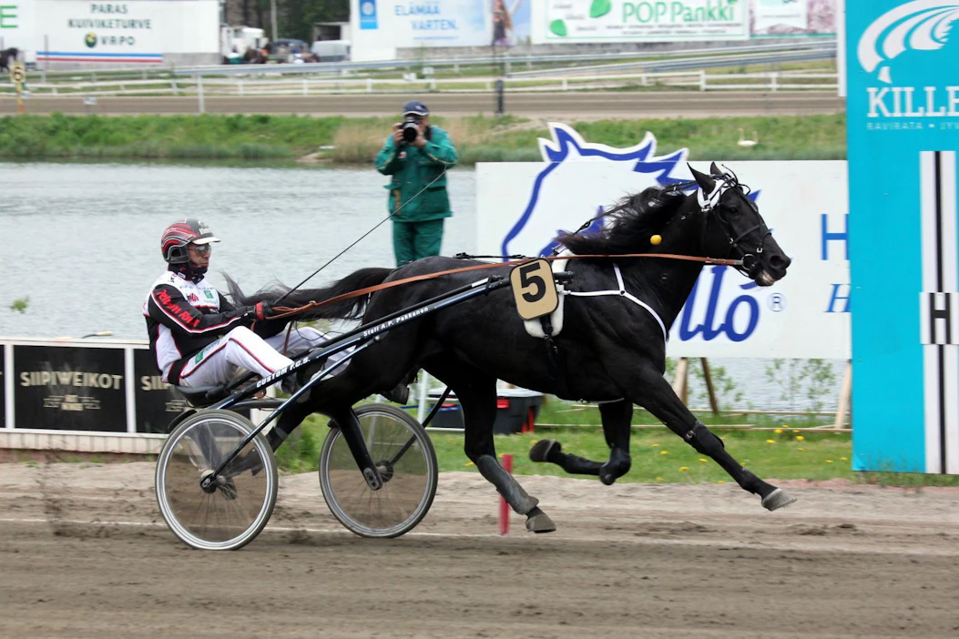 Mika Forssin ohjastama Hotshot Luca on Toto76-vihjerivin tukipilari.
