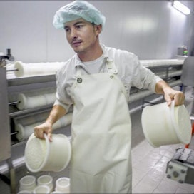 Samuel Dragsan siirtää valmiita juustoja kypsytettäväksi. Manchego-juuston tavaramerkki on sylinterimäinen muoto ja sahalaitainen pintakuvio.