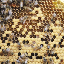 Laatujärjestelmät ovat yleisiä hunajaa tuottavissa yrityksissä. Saara Olkkonen