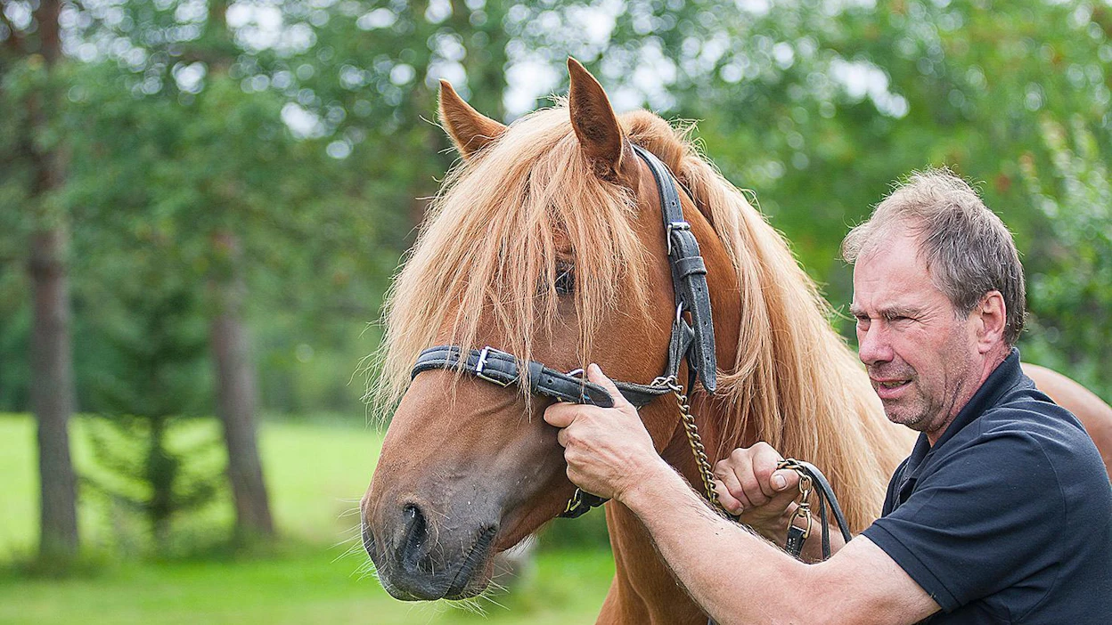 "Vapperi on allround-hevonen, sille käyvät kaikki matkat. Nopeuttakin on jo tällä hetkellä ainakin alle 21-aikaan maililla", Tapio Mynttinen kuvailee.