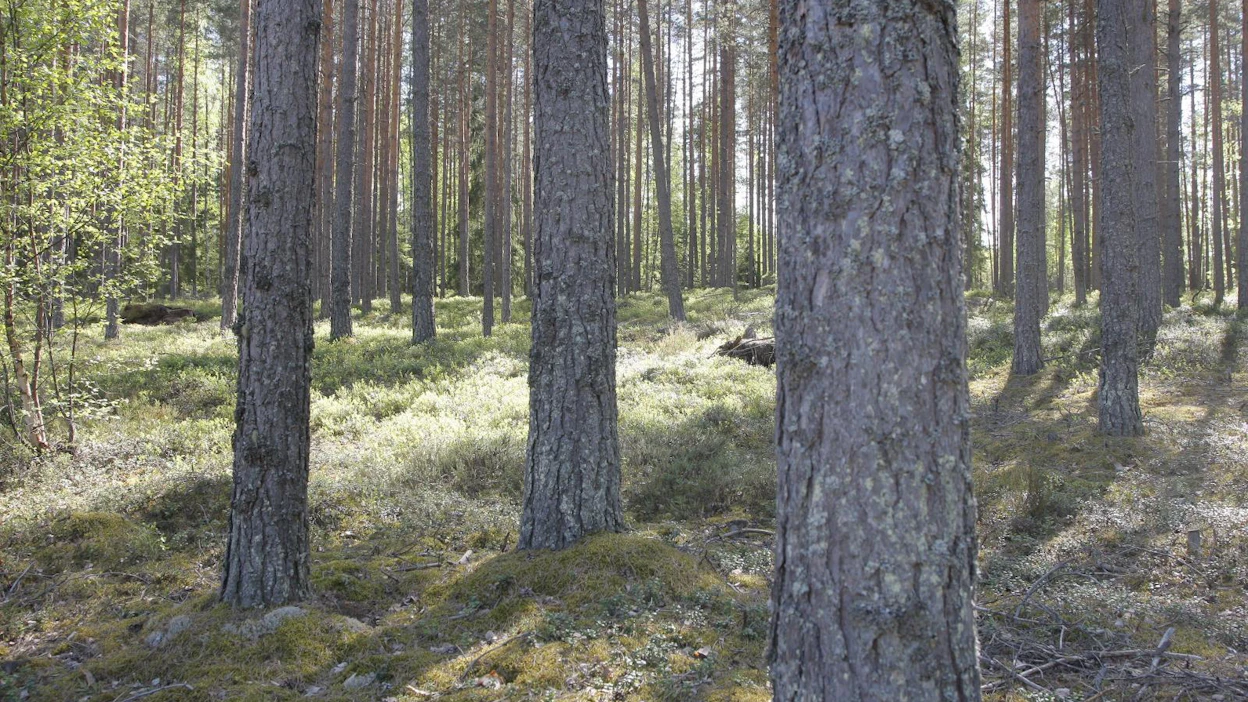 "Olisi aivan mahtavaa, jos voisin itsekin jatkossa keskittyä rakentamaan maahamme ja koko maailmaan parasta mahdollista tulevaisuutta", pohtii Panu Halme.