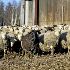 Piesalan tilalla on yksi Suomen suurimpia lammaskatraita. Maa- ja metsätalousministeriö on rahoittanut tilalle viisi kilometriä pedoilta suojaavaa sähköaitaa. Ennen sen pystyttämistä sudet ehtivät tappaa koiran, 21 lammasta ja hanhia. Janne Nousiainen