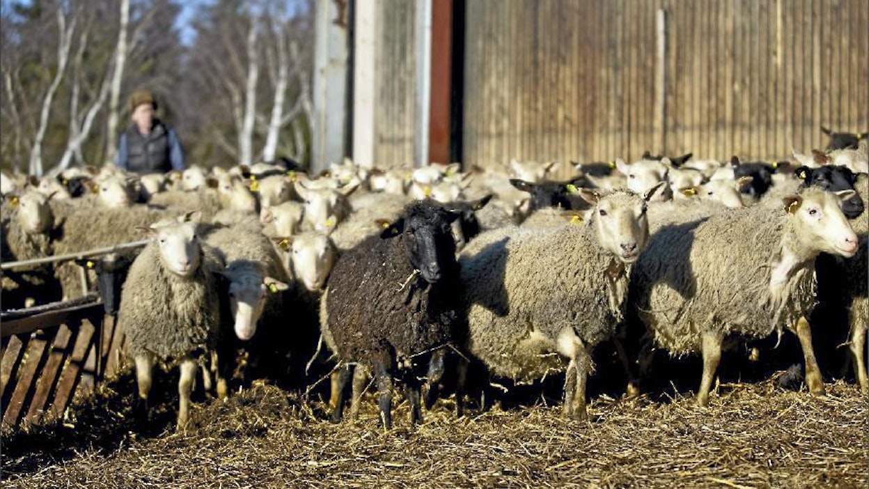 Piesalan tilalla on yksi Suomen suurimpia lammaskatraita. Maa- ja metsätalousministeriö on rahoittanut tilalle viisi kilometriä pedoilta suojaavaa sähköaitaa. Ennen sen pystyttämistä sudet ehtivät tappaa koiran, 21 lammasta ja hanhia. Janne Nousiainen