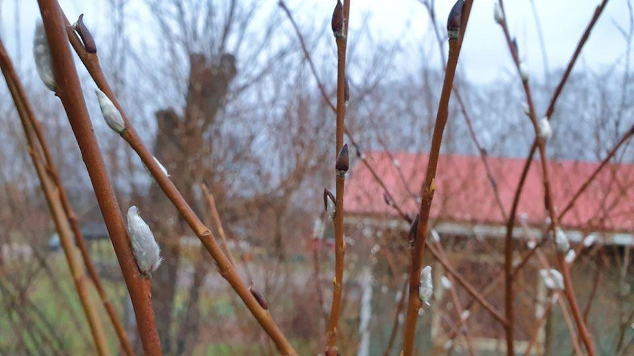 Pajunkissat ihmetyttivät ohikulkijoita Helsingissä 16. tammikuuta.