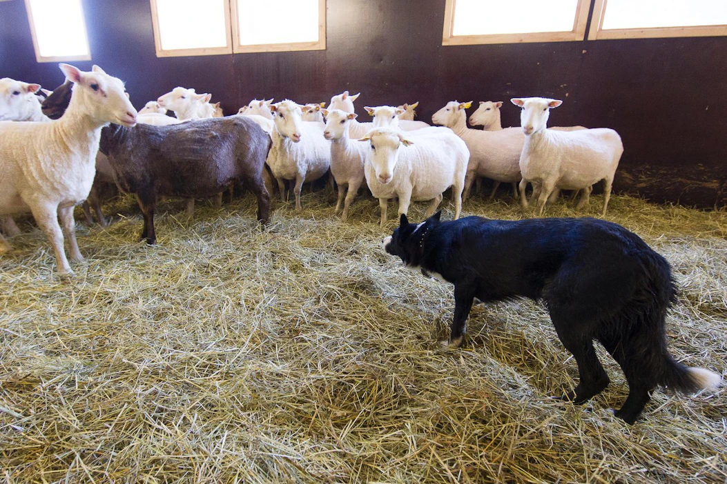 Tämä bordercollie on oikeassa työssä lammastilalla. Monia paimenrotuisia koiria käytetään paimennustaipumuskokeessa, vaikka niitä ei ole tarkoitus käyttää paimenena.