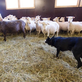 Tämä bordercollie on oikeassa työssä lammastilalla. Monia paimenrotuisia koiria käytetään paimennustaipumuskokeessa, vaikka niitä ei ole tarkoitus käyttää paimenena.