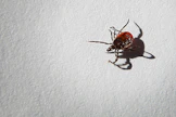 Jos punkki kantaa puutiaisaivokuumetta aiheuttavaa virusta, tauti tarttuu jo minuuttien kuluessa puremasta. Punkkitarkastukset voivat kuitenkin estää bakteeriperäistä borrelioosia, sillä se vaatii tarttuakseen punkin pidempiaikaista kiinnittymistä.