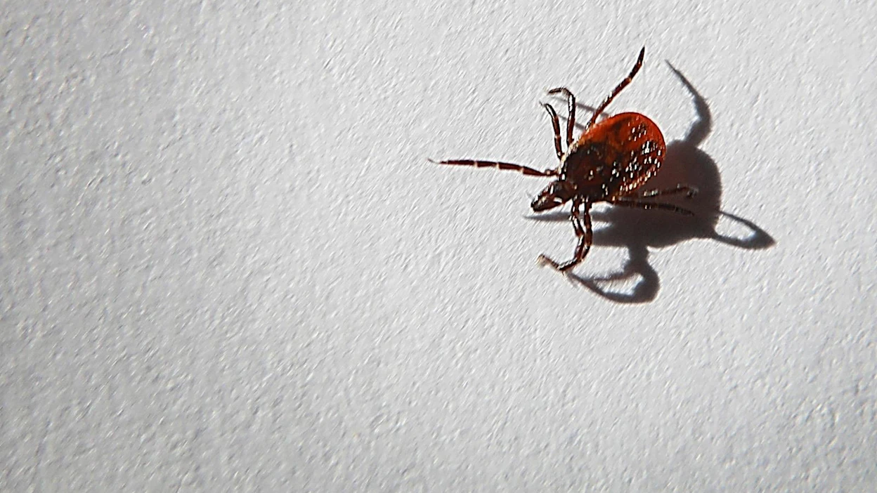 Jos punkki kantaa puutiaisaivokuumetta aiheuttavaa virusta, tauti tarttuu jo minuuttien kuluessa puremasta. Punkkitarkastukset voivat kuitenkin estää bakteeriperäistä borrelioosia, sillä se vaatii tarttuakseen punkin pidempiaikaista kiinnittymistä.
