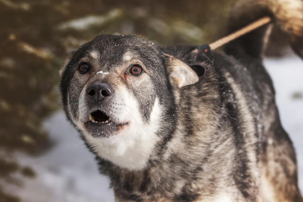 Koirat kannattaa ulkoiluttaa hyvissä ajoin ennen ilotulituksen alkua, ja pitää ne sisätiloissa ilotulituksen ajan. LEHTIKUVA / ANTTI AIMO-KOIVISTO
