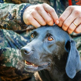 Labradorinnoutajia käytetään myös metsästyskoirina. Arkistokuva kyyhkyjahdista.