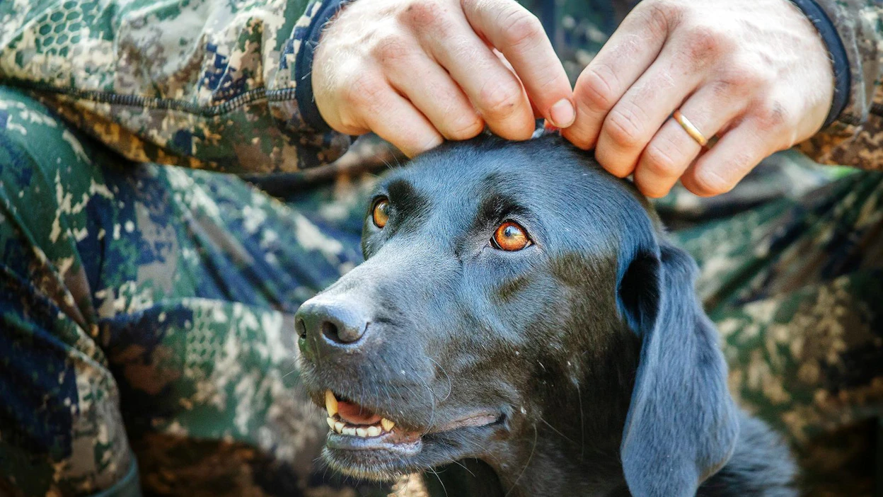 Labradorinnoutajia käytetään myös metsästyskoirina. Arkistokuva kyyhkyjahdista.