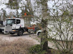 Nosturiauto saapuu paikalle. Arboristi kiipeää ohjaajan kanssa nosturin koriin. On aika sanoa hyvästit koivulle.