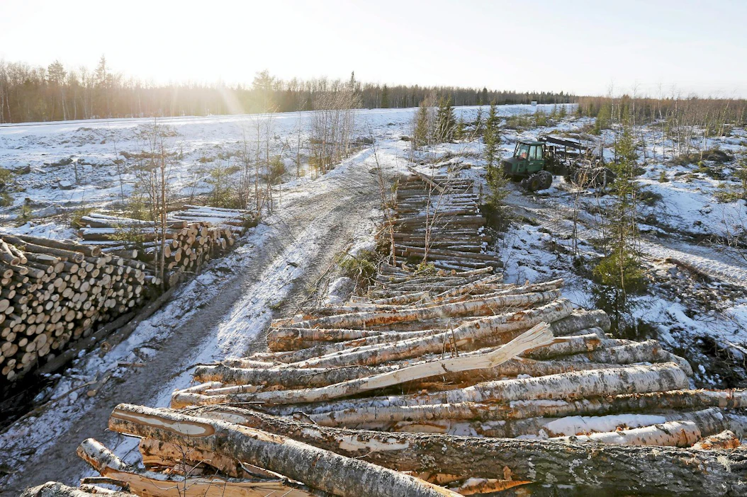 Suomi on alakynnessä lulucf-metsälaissa: se toivoisi enemmän hakkuuoikeuksia, mutta Viro ei halua joustaa.