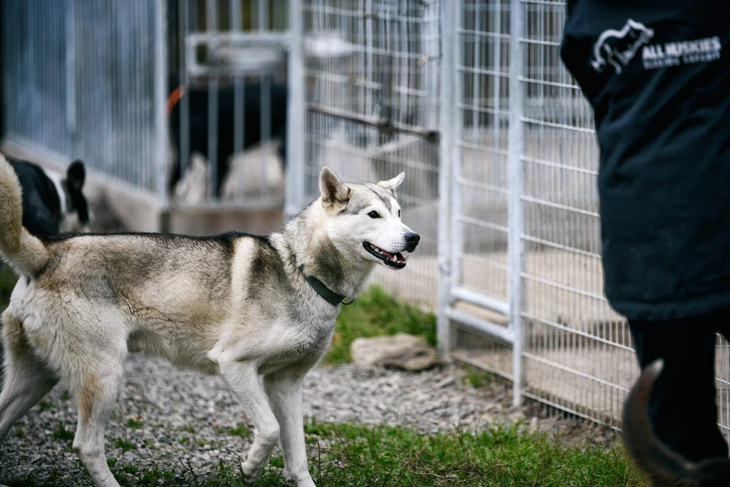 Myös All Huskies -koiratarhalla on käynnistelty kummitoimintaa koirien ruokakuluja kattamaan. LEHTIKUVA / AKU HÄYRYNEN