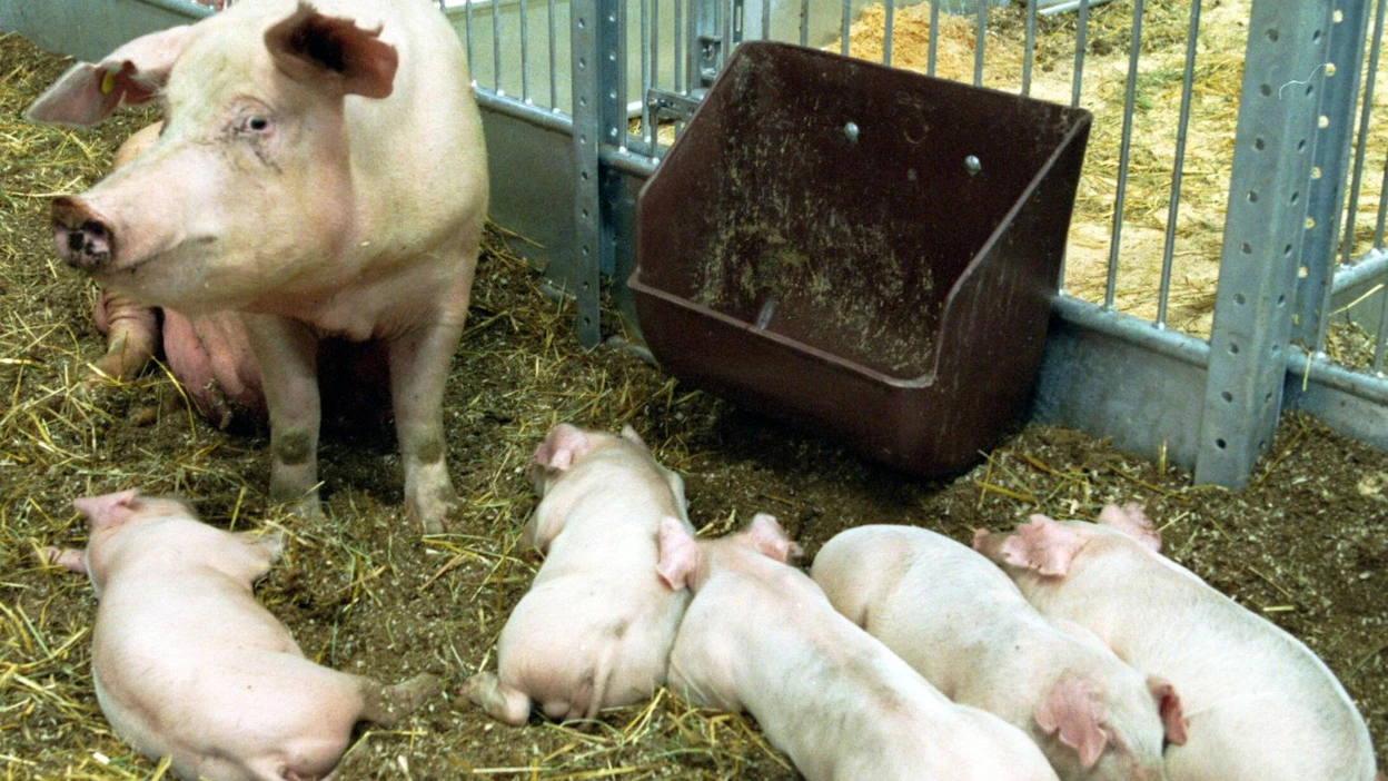 Snellman kertoi tuottajahinnan nostoista sekä myös, että se alkaa ensi vuoden alusta maksaa lisää vapaaporsituksesta.