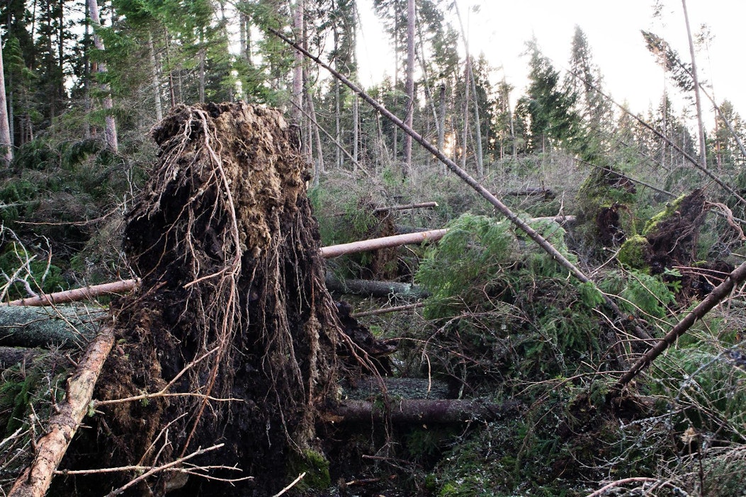 Tapani-myrsky riehui Pohjoismaissa joulukuussa 2011 myrskytuhoja aiheuttaen.
