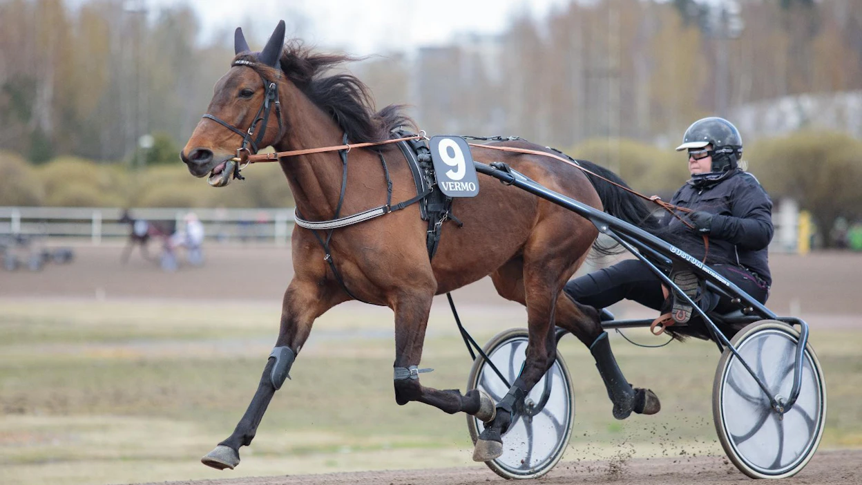 Tiina Poikolaisen valmentama Her Royal Highness palaa tauolta lauantaina Lahdessa.