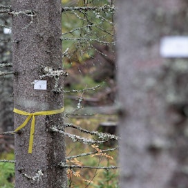 Moto tulee Suomen metsäkeskuksen koealalle Saarijärvelle seuraavan kerran 15–20 vuoden kuluttua, jolloin metsästä poimitaan jälleen suurimpia puita.