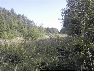 Tuet ohjaavat peltoja pois tuotannosta, Janne Haatainen kirjoittaa. Kuvassa pelto 15 vuoden ”näennäisviljelyn” jälkeen. Janne Haatainen