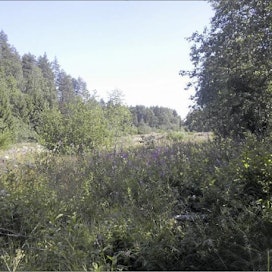 Tuet ohjaavat peltoja pois tuotannosta, Janne Haatainen kirjoittaa. Kuvassa pelto 15 vuoden ”näennäisviljelyn” jälkeen. Janne Haatainen