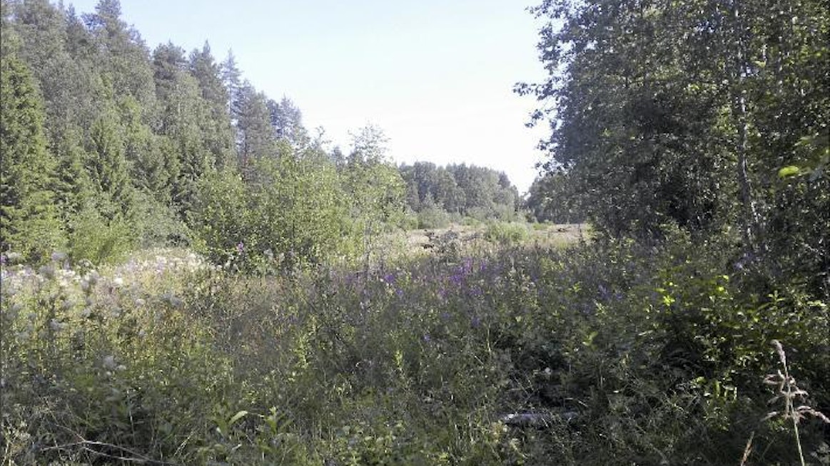 Tuet ohjaavat peltoja pois tuotannosta, Janne Haatainen kirjoittaa. Kuvassa pelto 15 vuoden ”näennäisviljelyn” jälkeen. Janne Haatainen