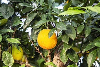 Kotona siemenestä kasvatettu kasvi ei välttämättä kuki ja tee hedelmää aivan pian. Esimerkiksi appelsiinilta tähän voi kulua jopa 8–10 vuotta.