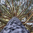 Vanhat puut antavat oman arvonsa metsälle. Kuvituskuva.