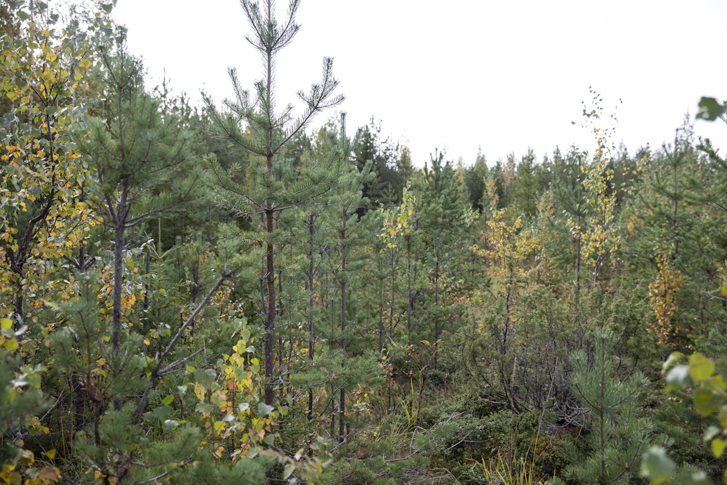 Metsittämisellä, metsäkadon välttämisellä ja puunkäytön muutoksilla vuotuisia hiilinieluja olisi mahdollista listätä 72 miljoonaa tonnia vuoteen 2050 mennessä.