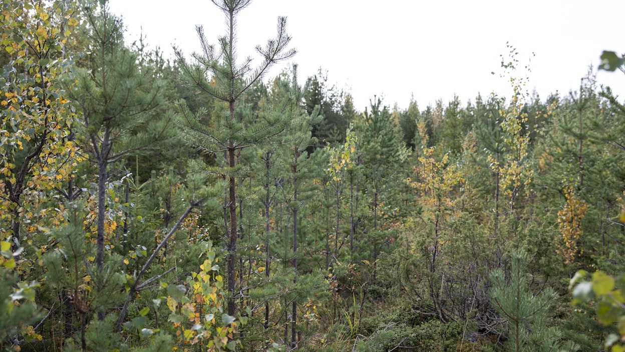 Metsittämisellä, metsäkadon välttämisellä ja puunkäytön muutoksilla vuotuisia hiilinieluja olisi mahdollista listätä 72 miljoonaa tonnia vuoteen 2050 mennessä.