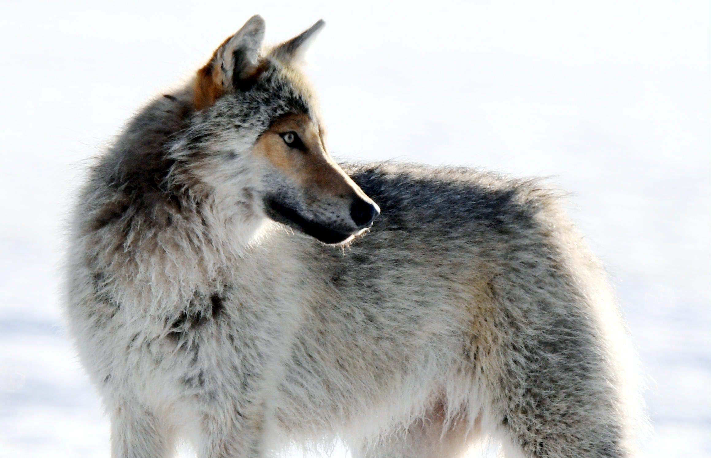 Metsästäjäliitto kertoo lumisen maaston edistäneen suden metsästystä. Kuva vuodelta 2020.  LEHTIKUVA / Jussi Nukari. 