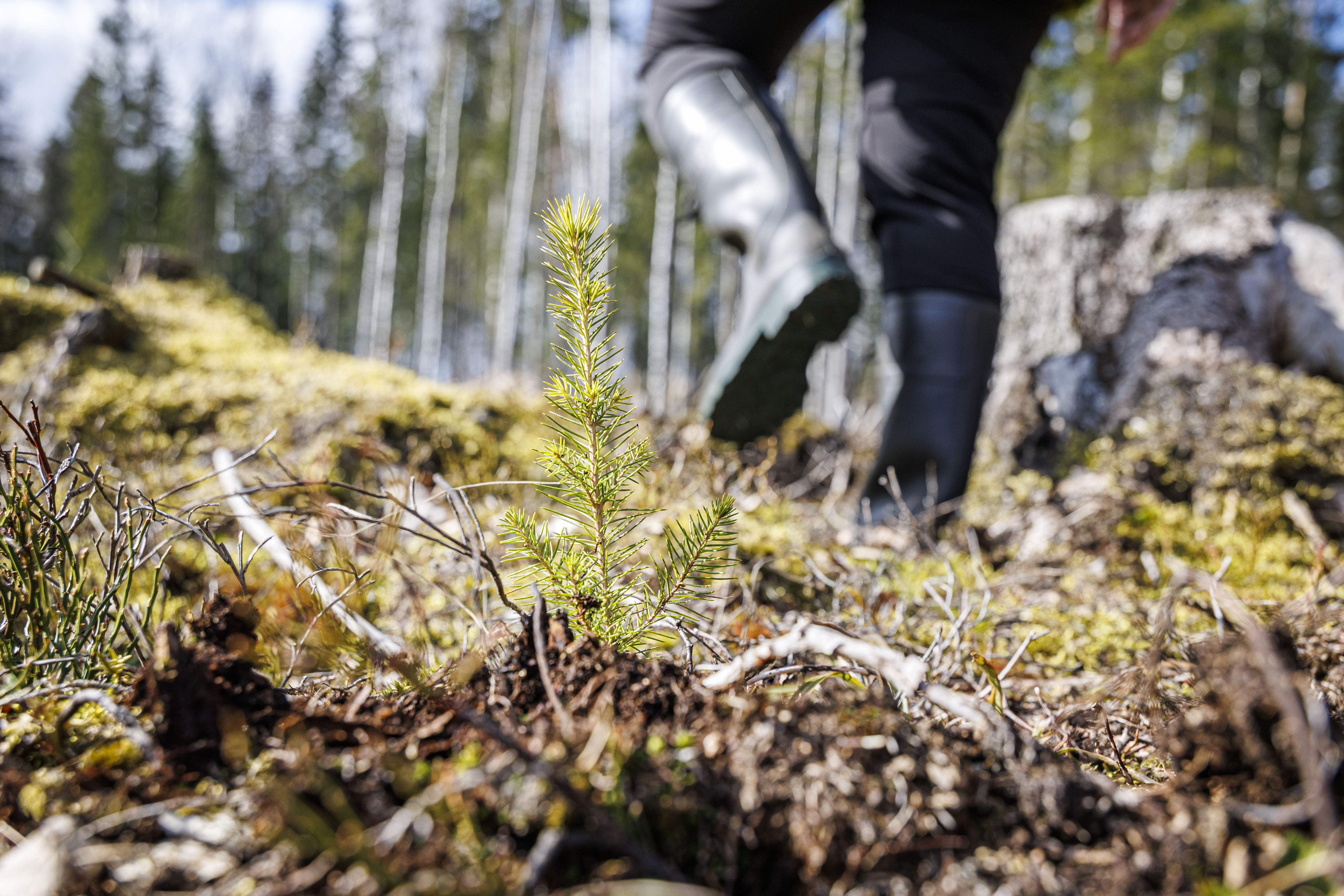 Etenkin Keski- ja Itä-Suomessa on nyt kuivaa. Se on jopa hyödyttänyt metsähoitotöitä, mutta haasteet ovat vielä edessä.