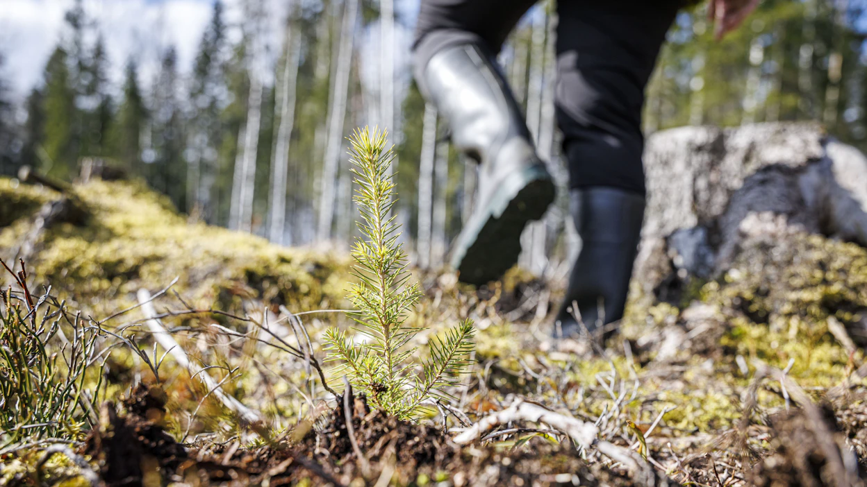 Etenkin Keski- ja Itä-Suomessa on nyt kuivaa. Se on jopa hyödyttänyt metsähoitotöitä, mutta haasteet ovat vielä edessä.