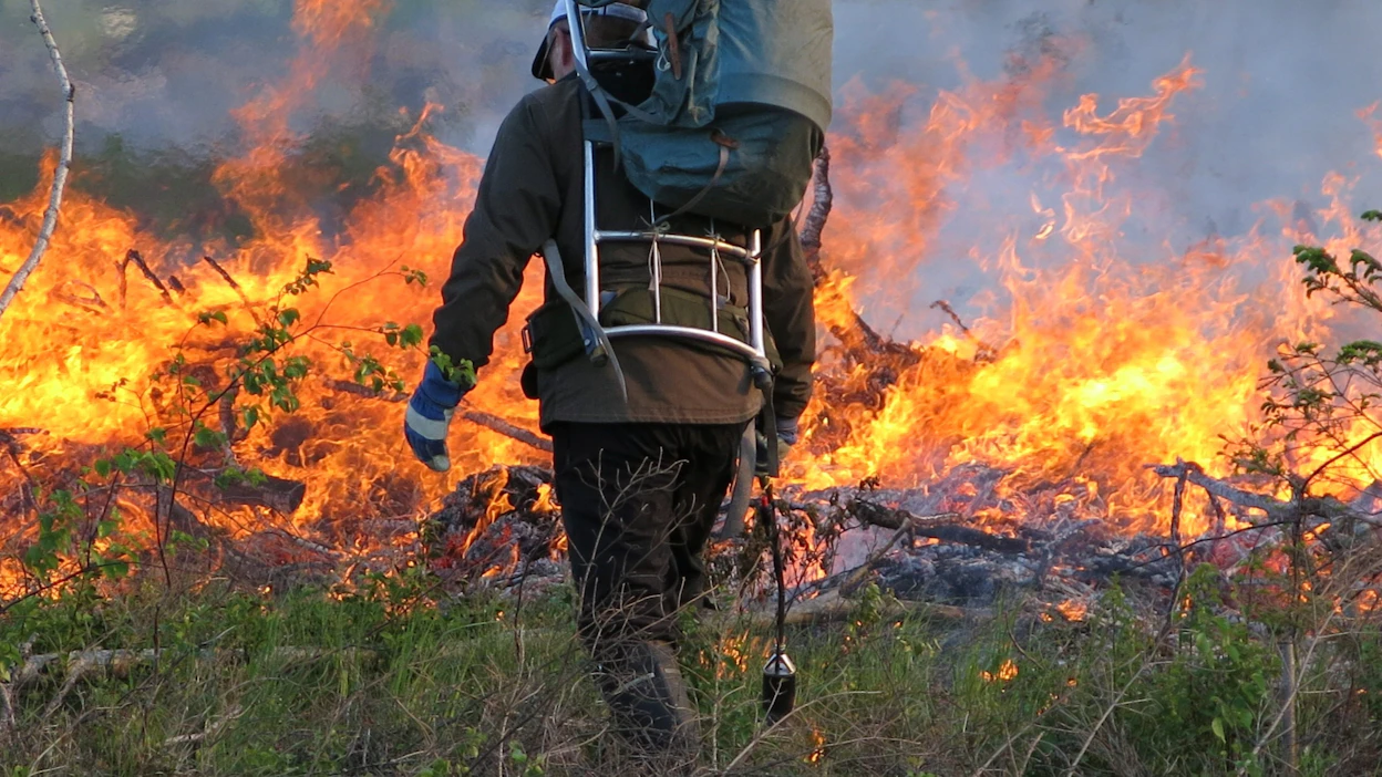 Poltoista on Metsähallituksen mukaan apua uhanalaisten lajien suojelussa.