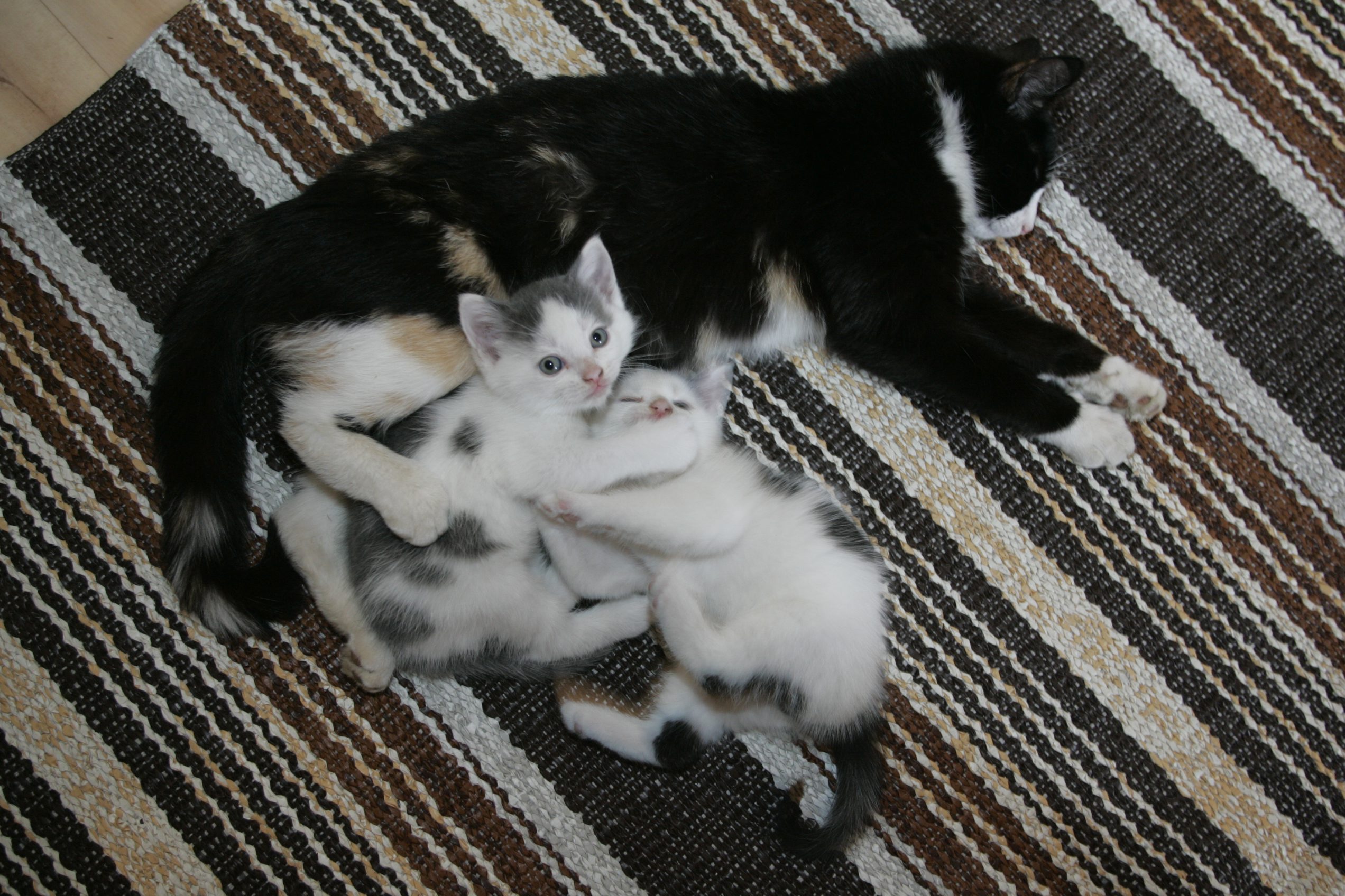 Kissojen suositeltu luovutusikä on nykyään vähintään 14 viikkoa.