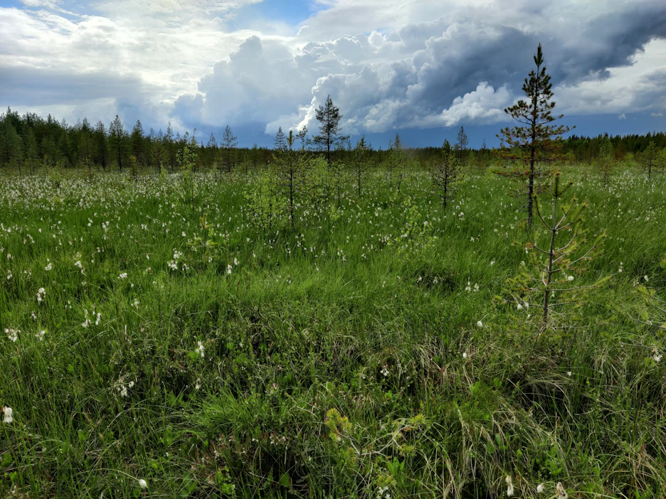 Luontainen tai rakennettu pintavalutuskenttä hidastaa veden virtausta ja suodattaa epäpuhtaudet.