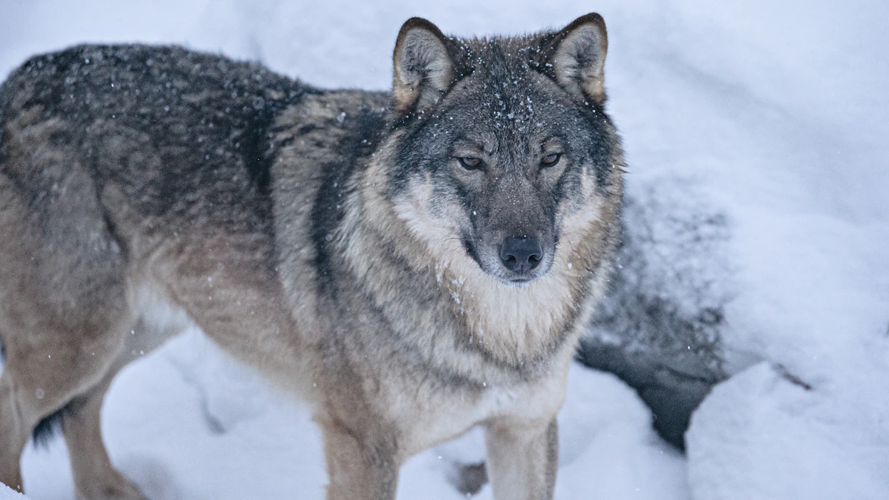 Suomen susikanta on geneettisesti jakautunut kahteen osapopulaatioon, joista läntisen monimuotoisuus on heikommalla tasolla kuin itäisen.