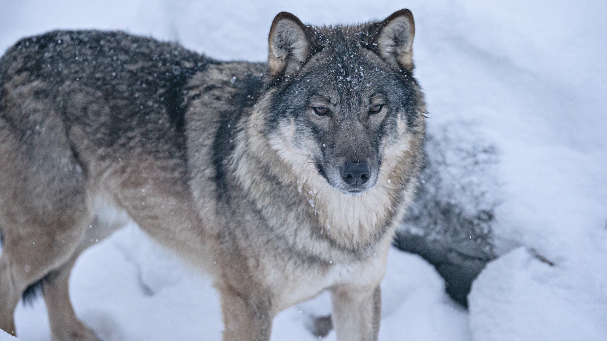 Riistakeskus ole myöntänyt poikkeuslupia susien metsästykseen, koska hakemusten perustelut eivät ole olleet riittäviä.