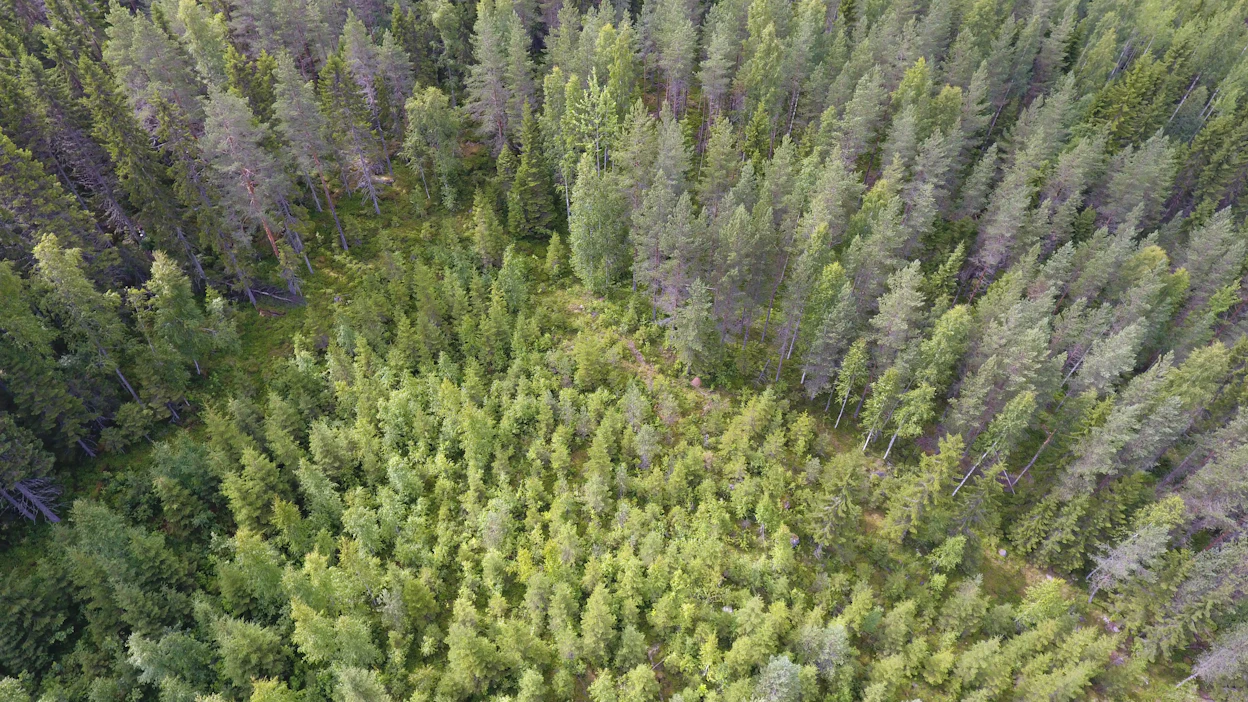 Metsänhoitoyhdistysten keskittyminen näyttää jatkuvan.
