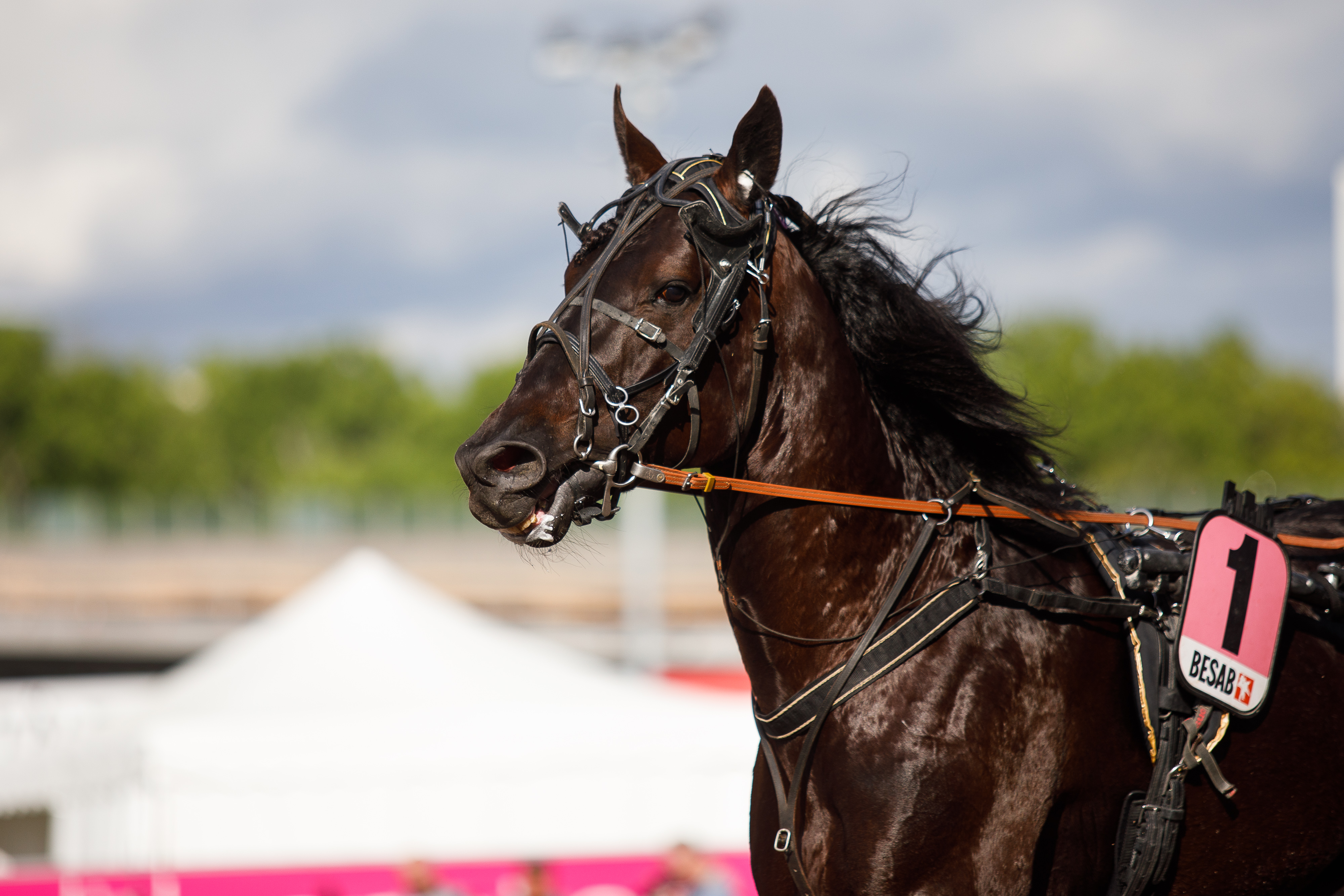 Gio Cash oli Årjängin päätähti lauantaina.