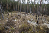 Suomen sadan suurimman metsänomistajan listalle mahtuu noin tuhannen hehtaarin metsäpinta-alalla.