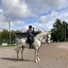 Nuori tiikerinkirjava Pieterv-ruuna oli Kimmo Kinnusen koulutusprojekti tänä vuonna. Omistajaa hevonen vaihtoi viime viikolla. 