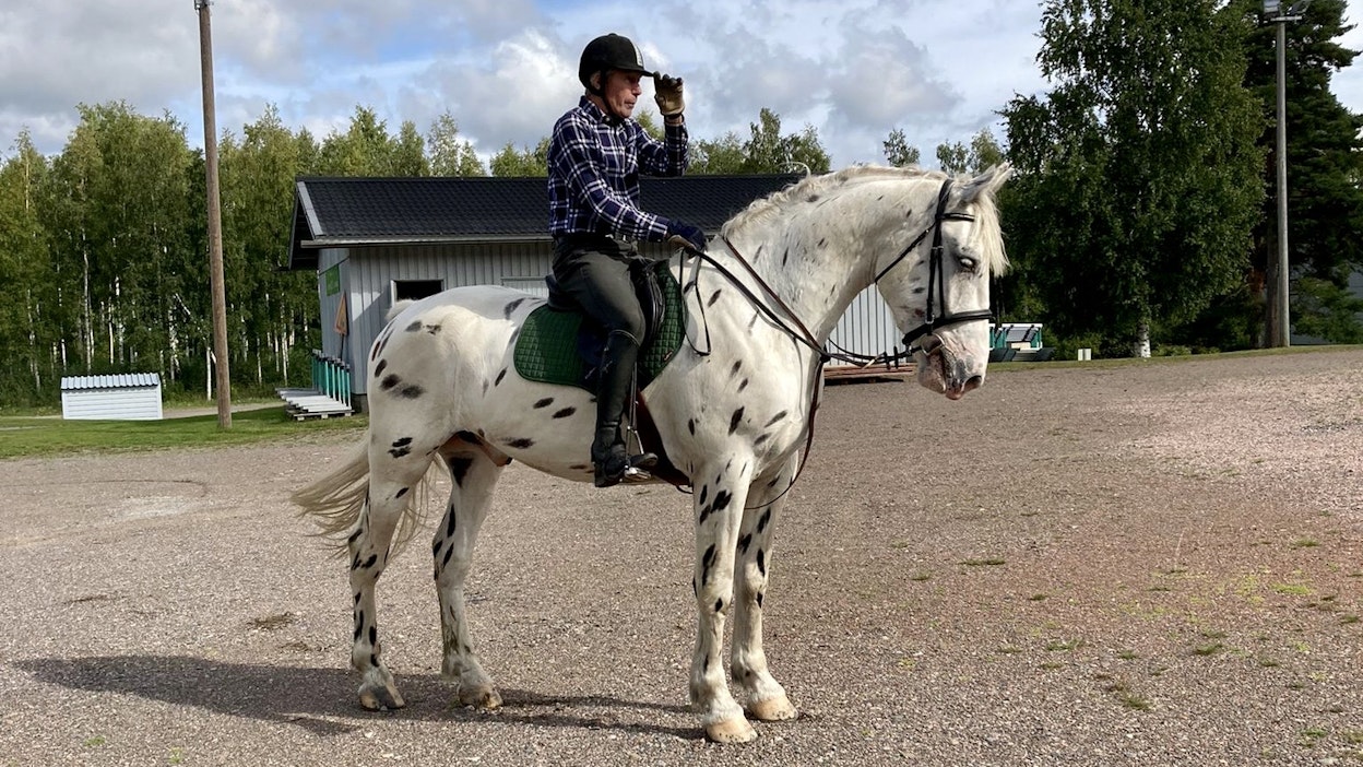 Nuori tiikerinkirjava Pieterv-ruuna oli Kimmo Kinnusen koulutusprojekti tänä vuonna. Omistajaa hevonen vaihtoi viime viikolla.