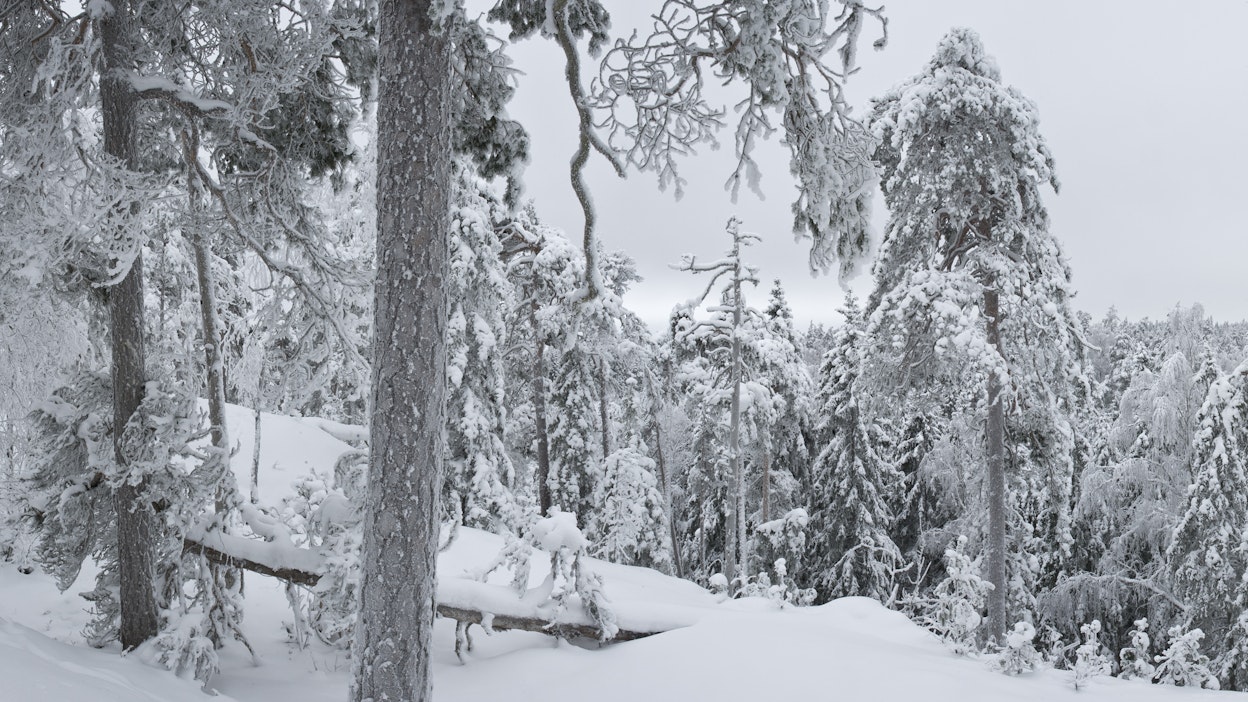 Pilvisyys alkaa runsastua uudenvuodenpäivänä.