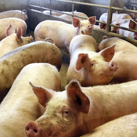 Tuoreen markkinatutkimuksen mukaan sianlihan kulutus laski viime vuonna kaksi prosenttia.