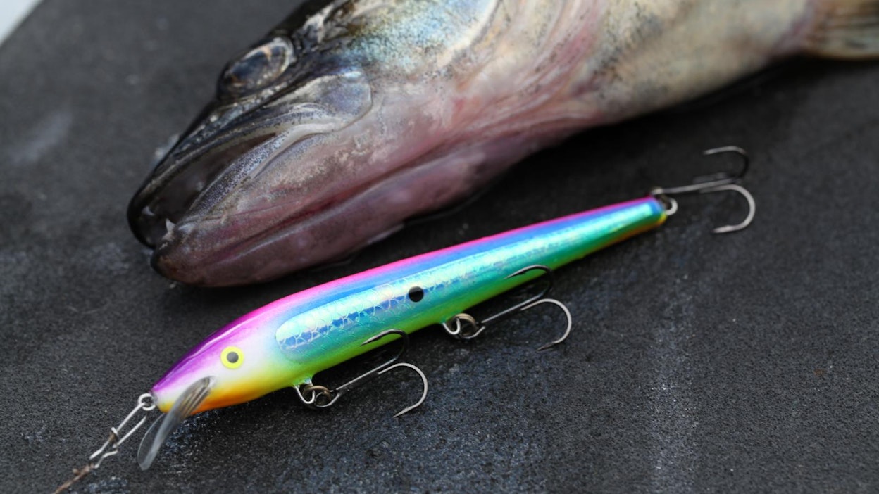 Kuvan kala ei liity tapaukseen.