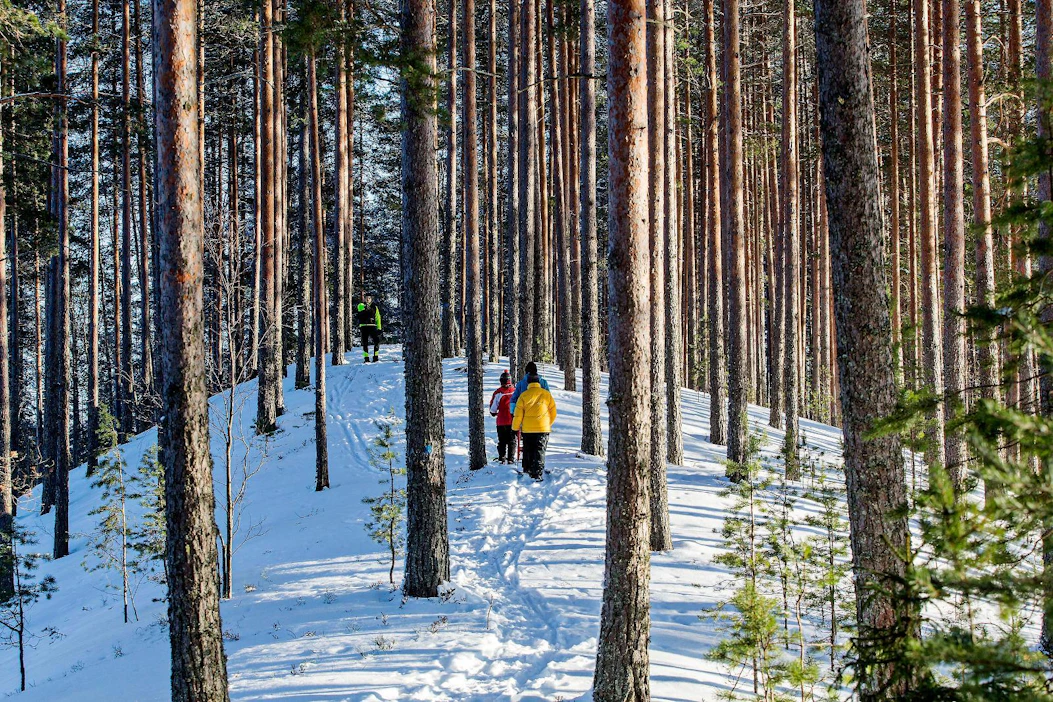 Joutsassa sijaitsevasta Leivonmäen kansallispuistosta löytyy talvisin sekä kävelyyn että hiihtämiseen sopivia reittejä, joiden varrella pääsee ihailemaan puiston suo- ja harjumaastoa.