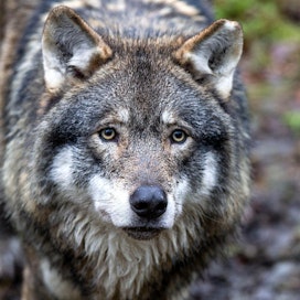 Suomen luonnonsuojeluliiton mielestä susien metsästys tulee jatkossa kohdistaa valikoivasti ongelmayksilöihin ja metsästys koirilla pitää kieltää. Kuvan susi kuvattu Ähtärin eläinpuistossa.