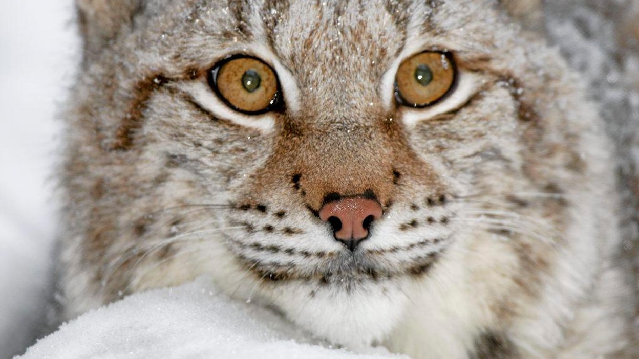 Ilves on Suomen runsaslukuisin suurpeto.