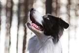 Tutkimuksessa bordercollieilla havaittiin enemmän pakonomaista tuijottamista kuin kaikilla muilla roduilla.
